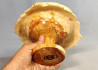 Handmade Wooden Bowl / Maple Burl Wood